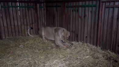 Photo of В киевском Центре спасения животных львица Юна получила серьезную контузию из-за утренних обстрелов