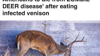Photo of Охотники заразились от оленя. Вирус зомби, который превращает мозг в губку, добрался до человека в США