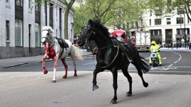 Photo of Врезались в такси и автобус. В Англии пять лошадей конной гвардии сбежали в Лондон