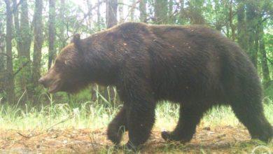 Photo of В зоне отчуждения ЧАЭС нашли следы медведей, которые потеряли бдительность в поисках пары