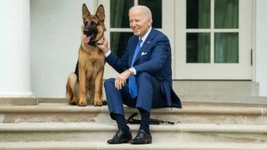 Photo of Собака Байдена может стать следующей. Кандидат в вице-президенты США вспомнила, что уже убивала