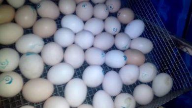 Photo of Евросоюз ввел пошлины на импорт из Украины яиц и сахара